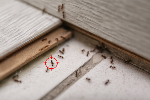 Best Termite Control Services  in Warr Acres, OK